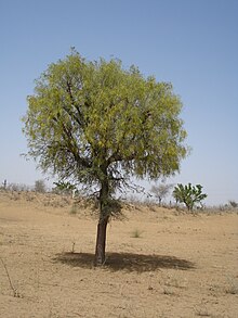 खेजड़ी का वृक्ष